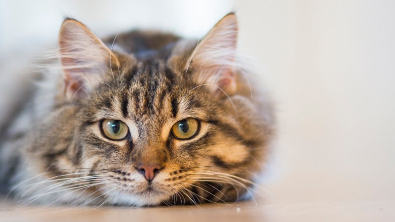 Kedi ile Bisikletçi