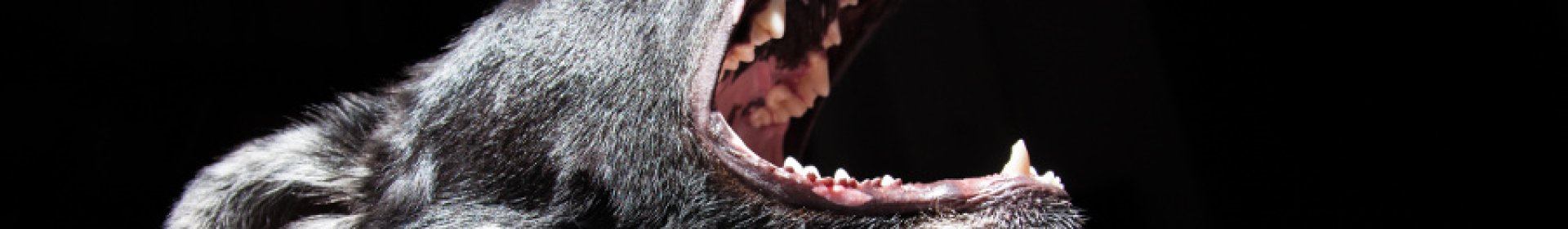 Köpekler