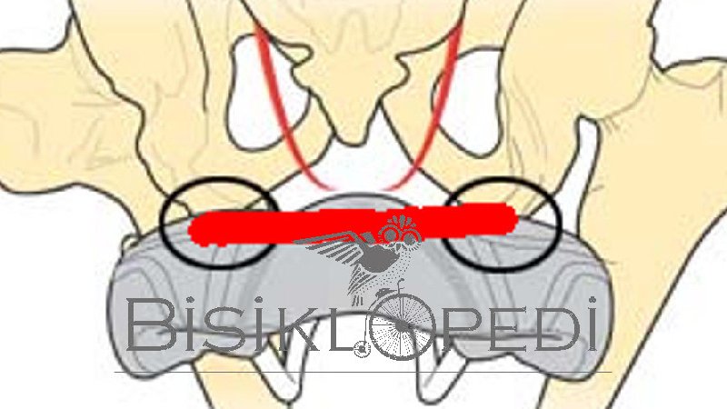 Sele Genişliği (Sit Bone)